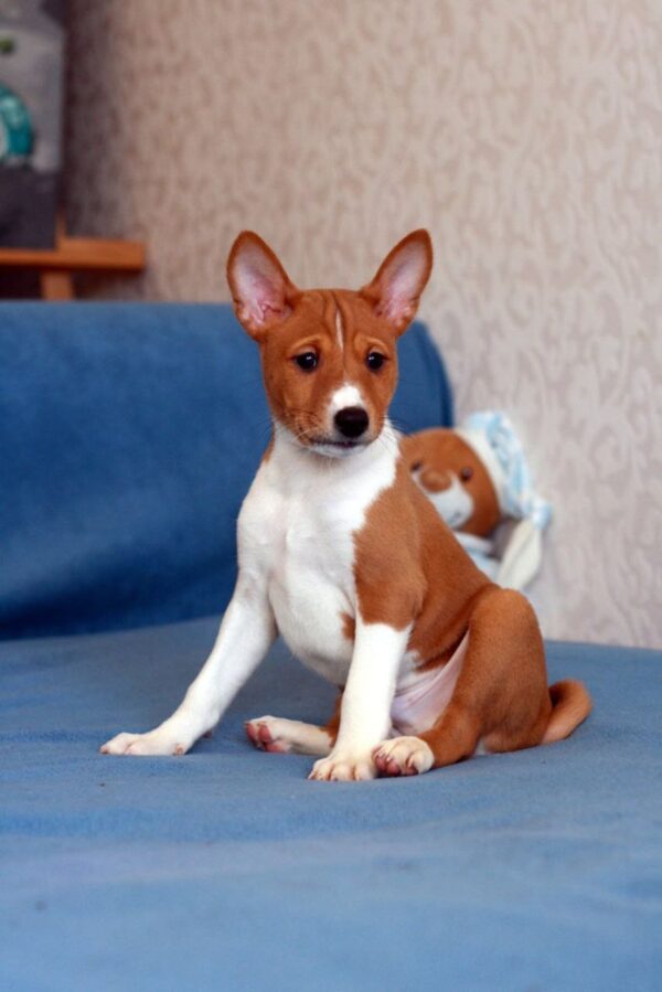 Equilibrium Basenji Equilibrium Basenji
