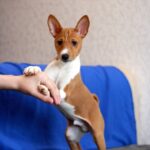 Equilibrium-male-Basenji-puppy-for-sale-3