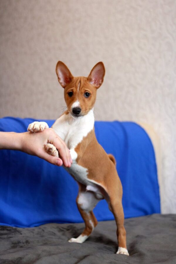 Equilibrium Basenji Equilibrium Basenji