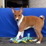 Equilibrium-male-Basenji-puppy-for-sale-4