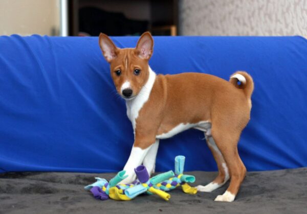 Equilibrium Basenji Equilibrium Basenji