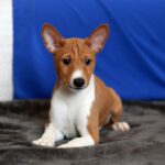 Equilibrium-male-Basenji-puppy-for-sale-5