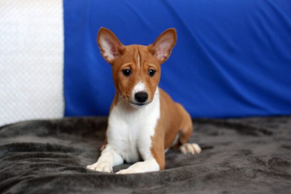 Equilibrium Basenji Equilibrium Basenji