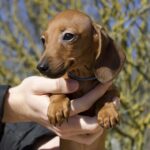 Erick-male-miniature-dachshund-puppy-for-sale- (1)