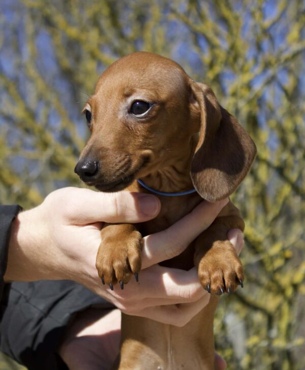 Erick Miniature Dachshund Erick Miniature Dachshund