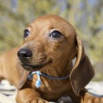Erick-male-miniature-dachshund-puppy-for-sale- (2)