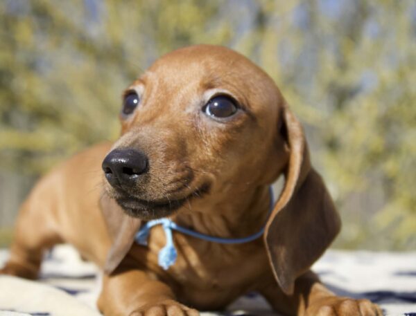 Erick Miniature Dachshund Erick Miniature Dachshund