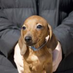Erick-male-miniature-dachshund-puppy-for-sale- (3)