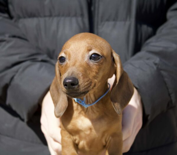 Erick Miniature Dachshund Erick Miniature Dachshund