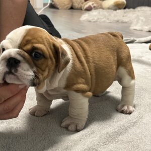 Evita English Bulldog Evita English Bulldog