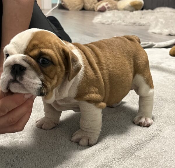 Evita English Bulldog Evita English Bulldog