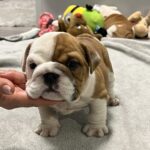 Evita-female-english-bulldog-puppy-for-sale- (2)
