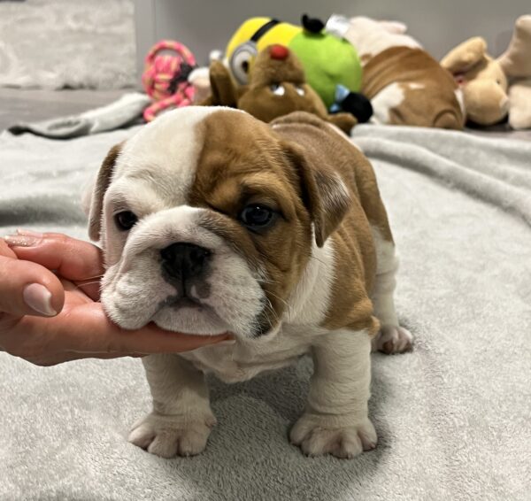 Evita English Bulldog Evita English Bulldog