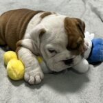 Evita-female-english-bulldog-puppy-for-sale- (3)