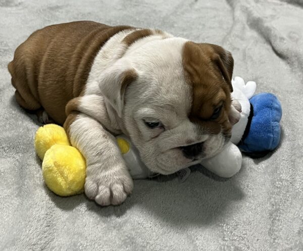 Evita English Bulldog Evita English Bulldog