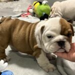 Evita-female-english-bulldog-puppy-for-sale- (4)