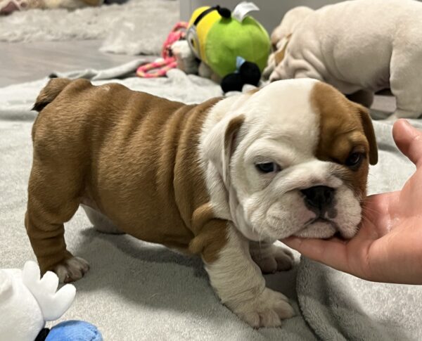 Evita English Bulldog Evita English Bulldog