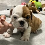 Evita-female-english-bulldog-puppy-for-sale- (5)