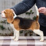 Fabbi-female-beagle-puppy-for-sale-1 (1)