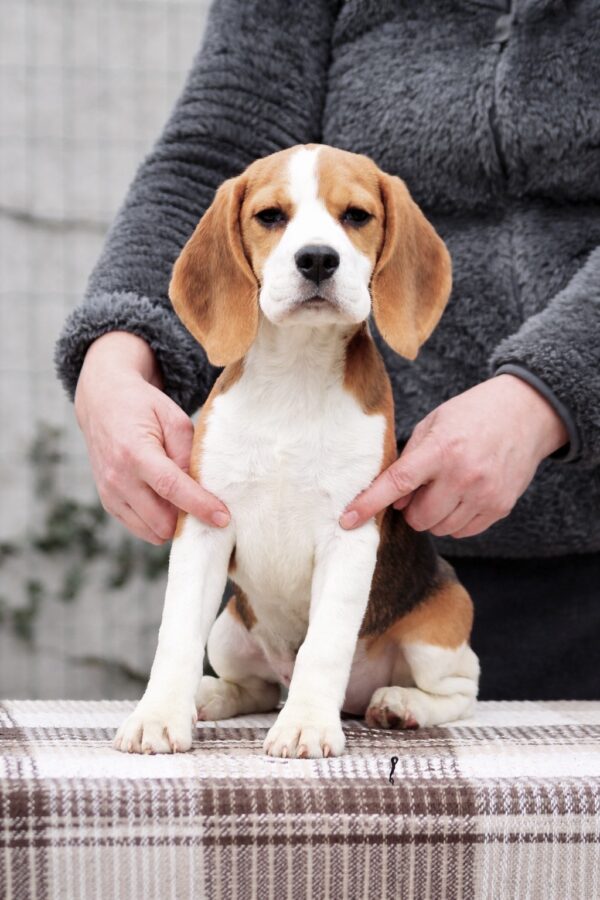 Fabbi Beagle Fabbi Beagle