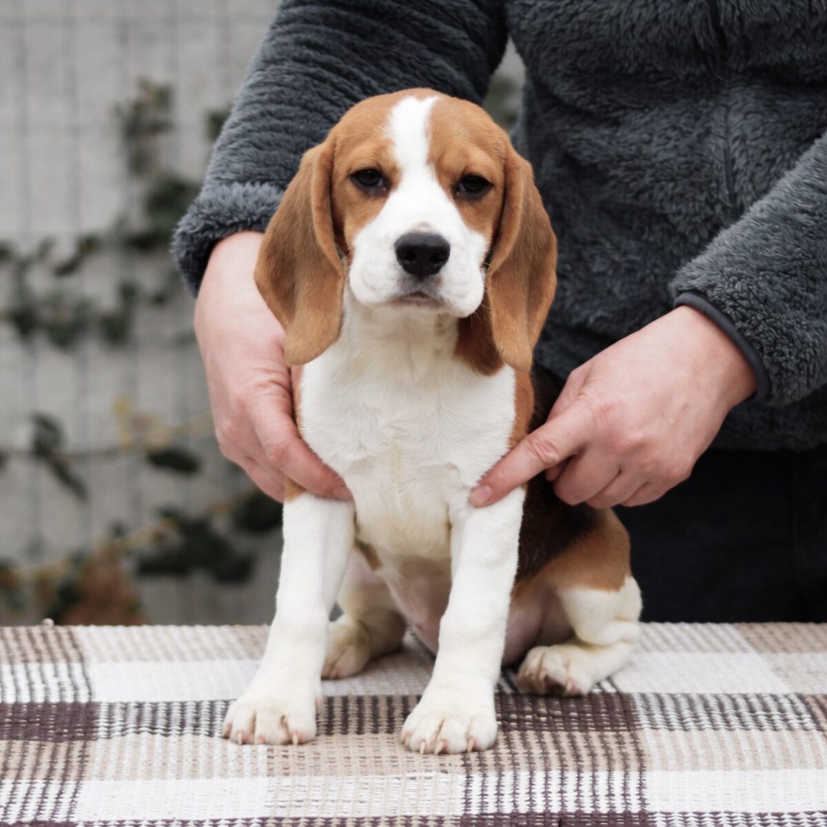 Fabbi-female-beagle-puppy-for-