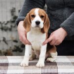 Fabbi-female-beagle-puppy-for-sale-1 (3)