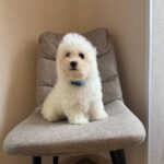 Fabian-male-Bichon-Frise-puppy-for-sale-1 (1)