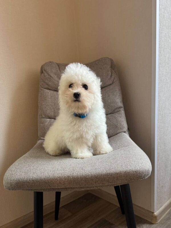 Fabian Bichon Frise Fabian Bichon Frise