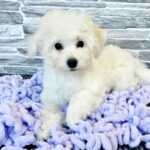 Fabian-male-Bichon-Frise-puppy-for-sale-1