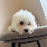 Fabian-male-Bichon-Frise-puppy-for-sale-1 (2)