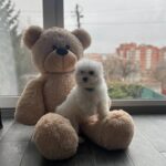 Fabian-male-Bichon-Frise-puppy-for-sale-1 (3)