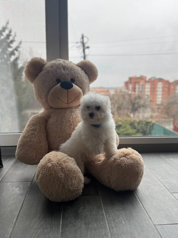 Fabian Bichon Frise Fabian Bichon Frise