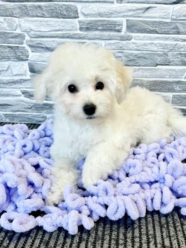 Fabian Bichon Frise Fabian Bichon Frise