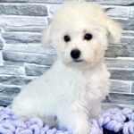 Fabian-male-Bichon-Frise-puppy-for-sale-2