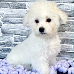 Fabian Bichon Frise Fabian Bichon Frise