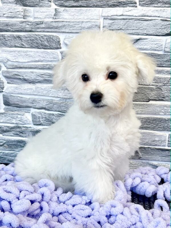 Fabian Bichon Frise Fabian Bichon Frise