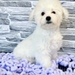 Fabian-male-Bichon-Frise-puppy-for-sale-3