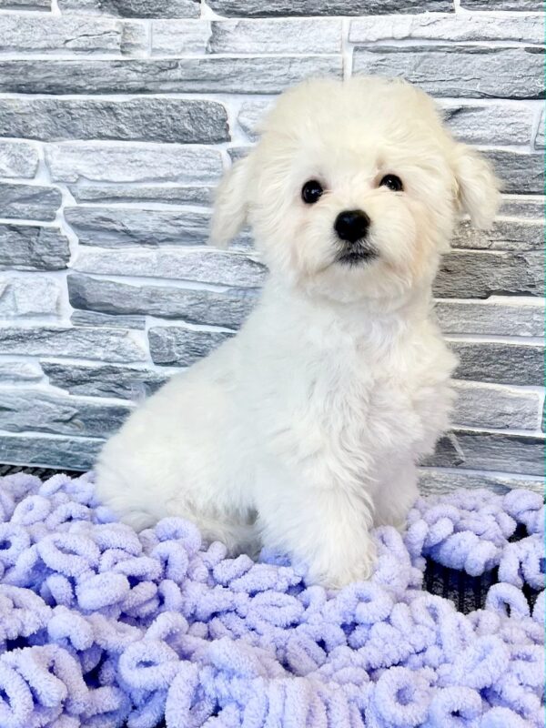 Fabian Bichon Frise Fabian Bichon Frise