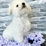 Fabian-male-Bichon-Frise-puppy-for-sale-4