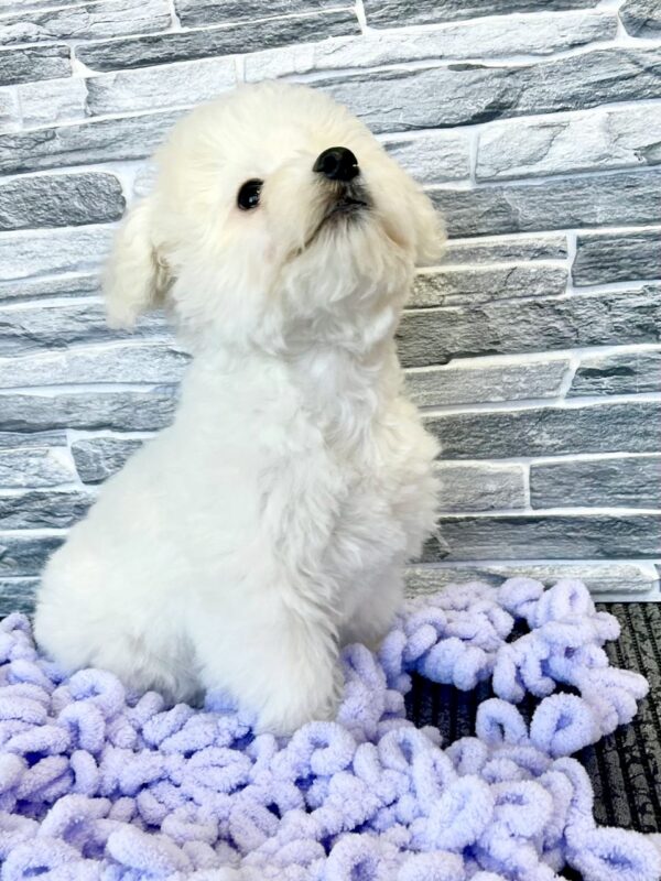 Fabian Bichon Frise Fabian Bichon Frise