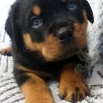 Faramir-male-Rottweiler-puppy-for-sale-1