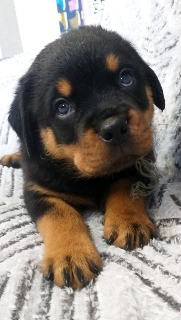 Faramir Rottweiler Faramir Rottweiler