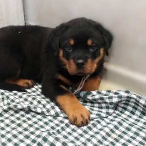 Faramir Rottweiler Faramir Rottweiler