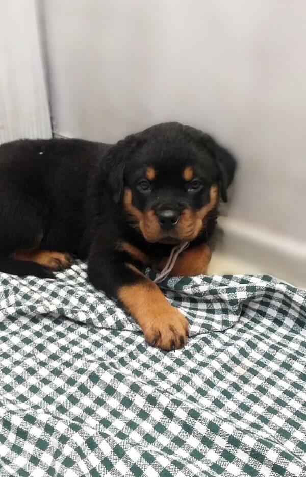 Faramir Rottweiler Faramir Rottweiler