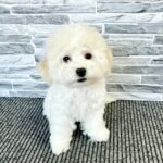 Felix-male-Bichon-Frise-puppy-for-sale-1