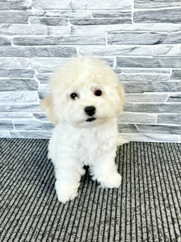 Felix Bichon Frise Felix Bichon Frise