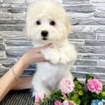 Felix-male-Bichon-Frise-puppy-for-sale-2