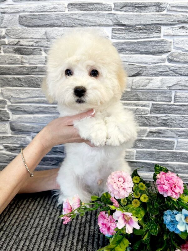 Felix Bichon Frise Felix Bichon Frise