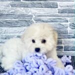 Felix-male-Bichon-Frise-puppy-for-sale-3