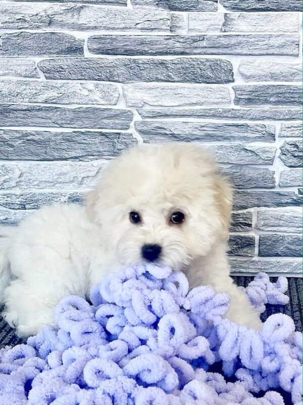 Felix Bichon Frise Felix Bichon Frise